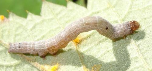 Dysgonia algira